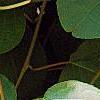 Actinidia polygama, leaves