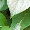 Actinidia polygama, leaves