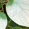 Actinidia polygama, leaves