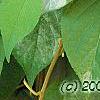 Actinidia polygama, leaves