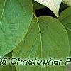 Actinidia polygama, leaves