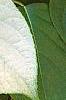 Actinidia polygama, leaves