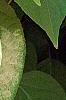 Actinidia polygama, leaves