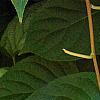 Actinidia polygama, leaves