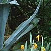 Agave americana, habit