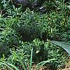 Agave americana, habit
