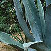 Agave americana, habit