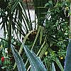 Agave americana, habit