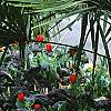 Agave americana, habit