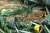 Agave americana, habit
