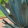 Agave americana, habit