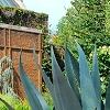 Agave americana, habit