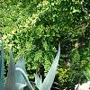 Agave americana, habit