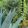 Agave americana, habit