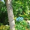 Agave americana, habit