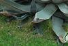 Agave americana, habit
