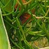 Agave guiengola 'Creme Brulee', habit