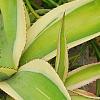 Agave guiengola 'Creme Brulee', habit