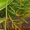 Agave guiengola 'Creme Brulee', habit