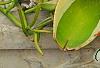 Agave guiengola 'Creme Brulee', habit