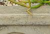 Agave guiengola 'Creme Brulee', habit