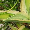 Agave guiengola 'Creme Brulee', habit