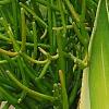 Agave guiengola 'Creme Brulee', habit