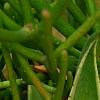 Agave guiengola 'Creme Brulee', leaves