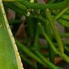 Agave guiengola 'Creme Brulee', leaves