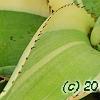 Agave guiengola 'Creme Brulee', leaves
