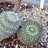 Agave spp., habit
