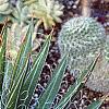 Agave spp., habit