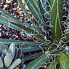 Agave spp., habit