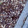 Agave spp., habit