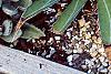 Agave spp., habit