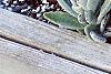 Agave spp., habit