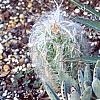 Agave spp., habit