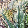 Agave spp., habit