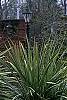 Cordyline indivisa, habit