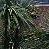 Cordyline indivisa, habit