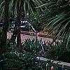 Cordyline indivisa, habit