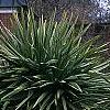 Cordyline indivisa, habit