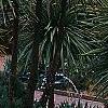 Cordyline indivisa, habit