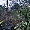 Cordyline indivisa, habit