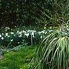Nolina nelsonii, habit