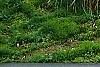 Nolina nelsonii, habit