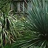 Nolina nelsonii, habit