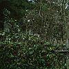 Nolina nelsonii, habit