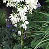 Yucca filamentosa, flowers