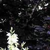 Yucca filamentosa, flowers
